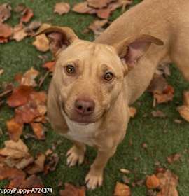 Photo of PUPPY PUPPY