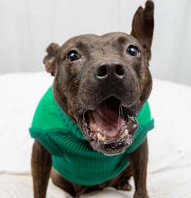 Photo of Mary-Kate fka Dog 3