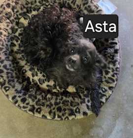 Photo of Asta
