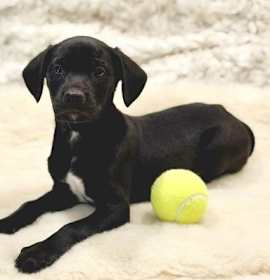 Photo of Kong (NY-Sarah)