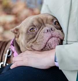 Photo of Miss Piglet