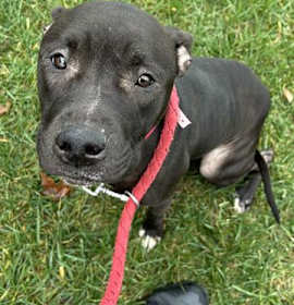 Photo of *COCO PUFF*