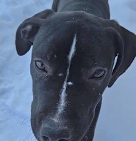 Photo of No show "socks