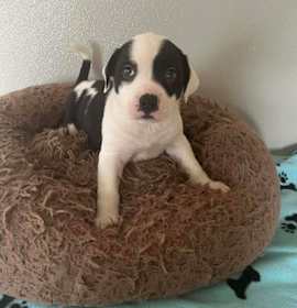 Photo of Thanksgiving Puppies : Stuffing