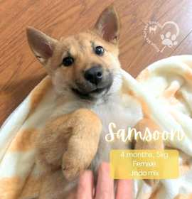 Photo of Samsoon-Adopted!!!