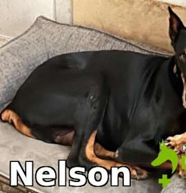 Photo of Nelson
