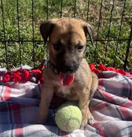 Photo of Sparrow's Wren (Pink)