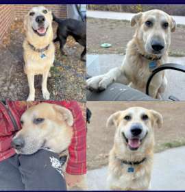 Photo of Macaroni (Mac)