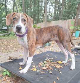 Photo of 90077a Sansui