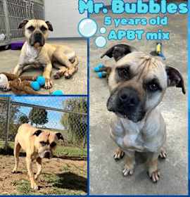 Photo of Mr. Bubbles