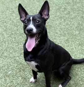 Photo of Little Prince