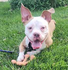 Photo of Beefy 5-Layer Burrito