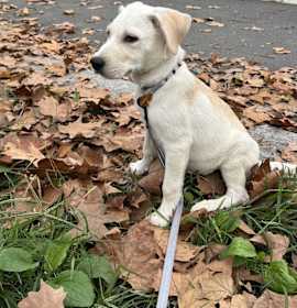 Photo of Paulowina (Paul)