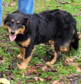 Photo of Butterscotch