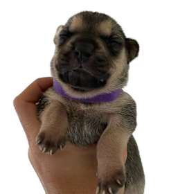 Photo of Sunny's Puppies - 4 Girls