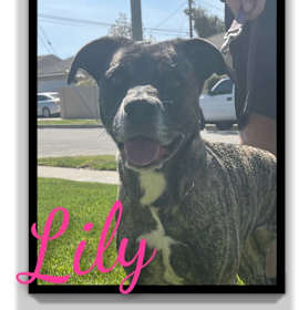 Photo of Lily