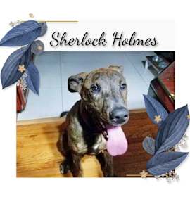 Photo of URGENT! Sherlock Holms
