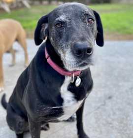 Photo of Kage the Wonderful (and Hana)