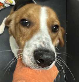 Photo of Mr. Bernard Beagle