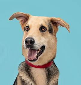 Photo of Reggae - Bonded w/Vino