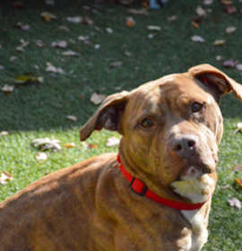 Charlie fka Carrie photo 2