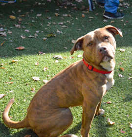 Charlie fka Carrie photo 3