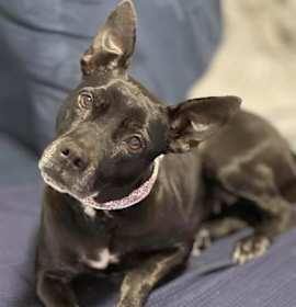 Photo of Nixie *In Foster Care*