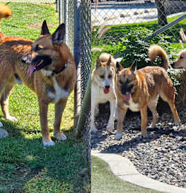 Soul dog SILAS - Fostered in IRVINE, CA photo 4