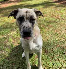 Photo of 86861A Surrey - Adoption Ambas