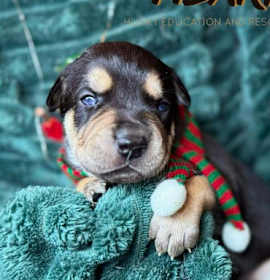 Photo of Daphne - ON HOLD - NO MORE APPLICATIONS