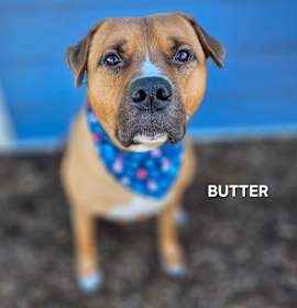 Photo of Butter