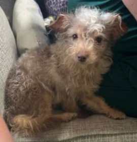 Photo of Ratatouille HERO PUP‼️