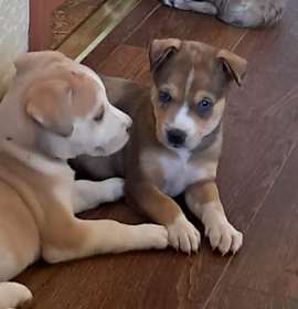 Photo of Bear Bear JuM