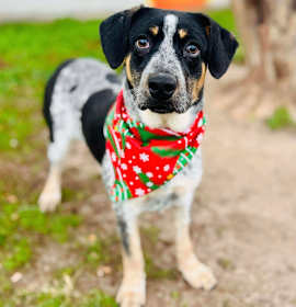 Photo of Ralphetta 25-10-140