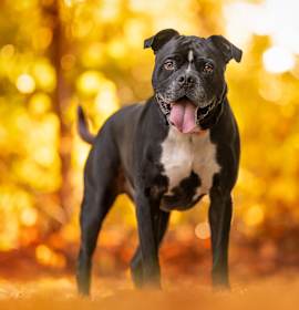 Photo of Kane *In Training & SPONSORED*
