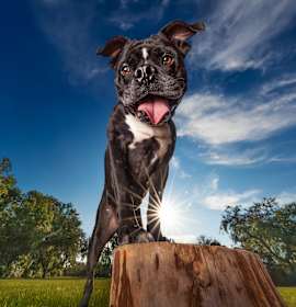 Kane *In Training & SPONSORED* photo 3