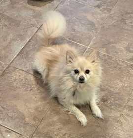 Photo of Milo and Watson