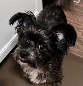 Photo of Liberty York