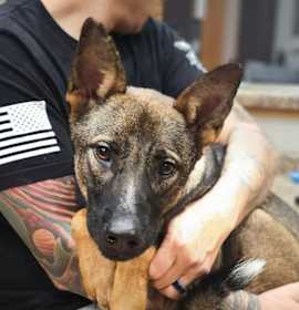 Photo of Ellie the Tri-Pawd Malinois