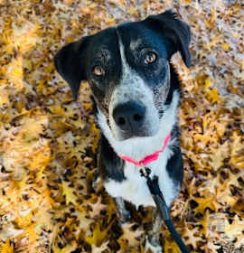 Photo of Sierra 21648