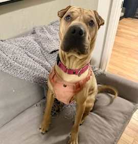 Photo of Grasshopper