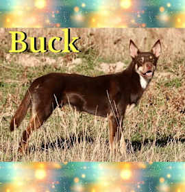 Photo of Buck