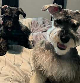 Photo of Janko And Simon