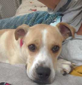 Photo of Bruno (Adoption Fee Sponsored)