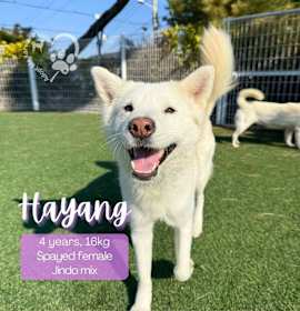 Photo of Hayang-Adopted!