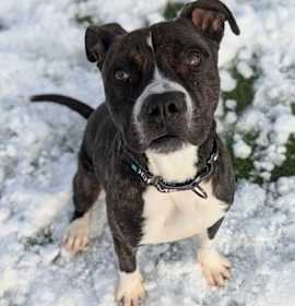 Harry III  17 photo 1