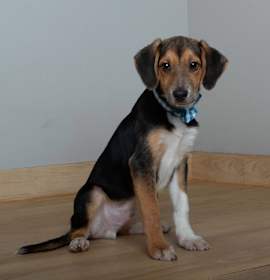 Photo of Kenai D67182