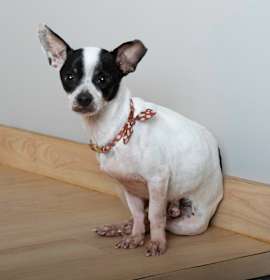 Photo of Captain Hook D67193