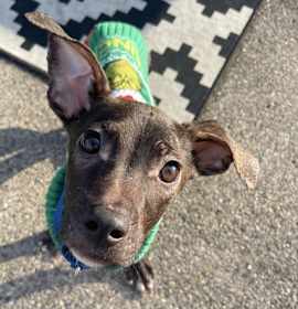 Photo of Cv Litter Gilligan