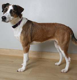 Photo of Raven D66978